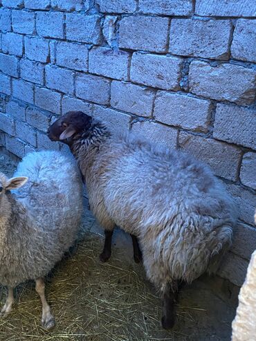 Qoyunlar, qoçlar: Erkək, Qala, il: 2, Damazlıq, Ünvandan götürmə — 1