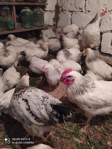 Toyuqlar: Serebrist fereler 6.50 xoruzlar 7 manatdan ünvan Hökməli 40 denedi tam — 4