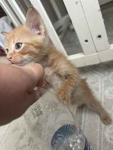 рыжая кошка: Кошка даром: Беспородная, 1 месяц, Мальчик, Приучена к лотку — 2