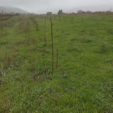 is elanlari xacmaz: 80 sot, Kənd təsərrüfatı, Mülkiyyətçi