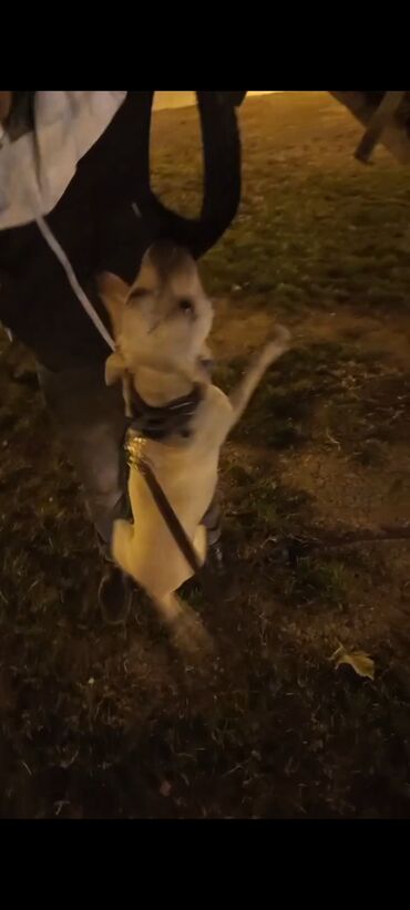 ineklerin satisi: Pitbul, 1 il, Dişi, Peyvəndli, Ünvandan götürmə