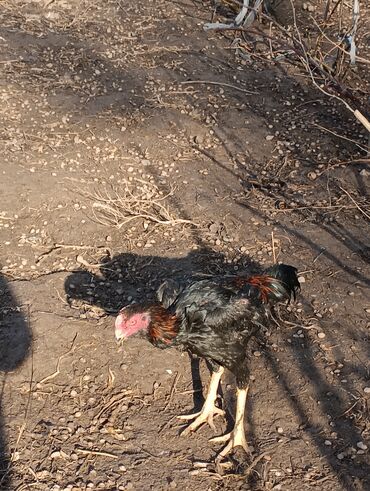 Куры, петухи: Продаю | Петух | Бойцовая, Дакан | На забой, Для разведения, Несушки — 13