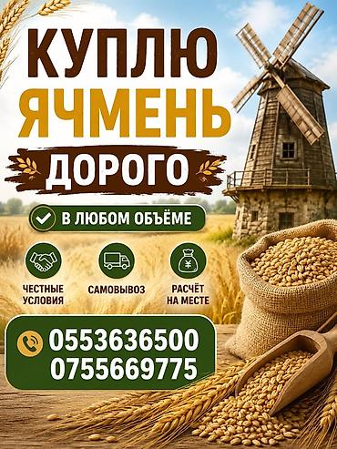 живая фороль: Покупка ячменя — дорого. - В любом объёме - Честные условия - плюс — 1