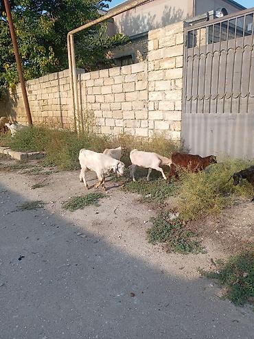 qoyun keçi: Məhsul: Keçi balaları (toxumlu yerli cins qarışıqları) Təsvir: - — 3