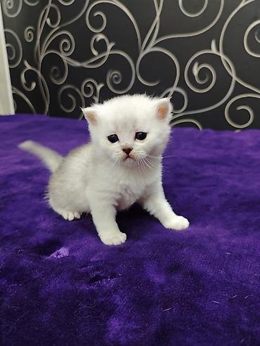 Продажа кошек: Открыта бронь на чистокровных шотландских малышей, родились — 10