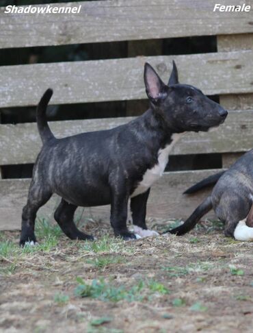 Psi: Na prodaju stenci Mini bull terijera, stari 2 i po meseca, sa — 7