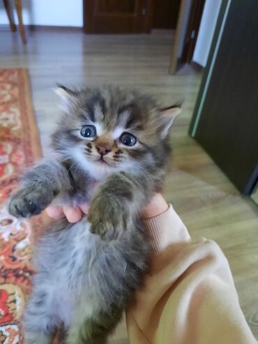 сибирский кот цена: Отдаю котят даром котята сибирской породы