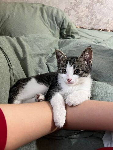 кошка в оше: Кошка даром: Беспородная, 2 месяца, Девочка, Приучена к лотку, Проглистована