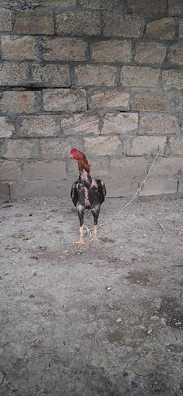 xoruz heyratı: Heyratı satılır yaxşı cin axtaranlar narahat eləsin . - Cins: Aseel — 2
