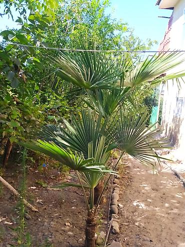 guldəfnə bitkisi: Trachycarpus fortunei (və ya “Külək xəmirəsi/Çin fan xurma”) – bağ — 1