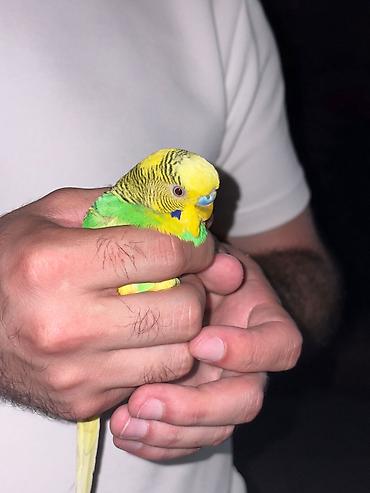 gence quşlar: 3 ədəd tutuquşu (muhabbet quşu) 2 dişi1 erkek . Qəfəs qarışıq yuvası — 1