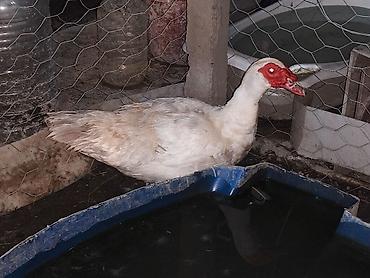 bakida cins ineklerin satisi: XAÇMAZDA ƏRKƏK SUPER CİNS LAL ÖRDƏKLƏR SATILIR YADA BARTER OLUNUR — 3