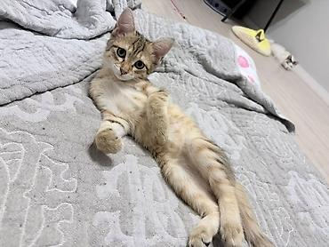 pitomnik temir: Отдадим котенка в хорошие руки🥰 Девочка, очень умная🥰 — 1