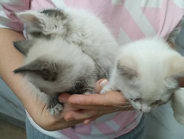 бенгальские кошки цена бишкек: Домашние пушистые котята. по 100 сом. в добрые и заботливые руки — 8