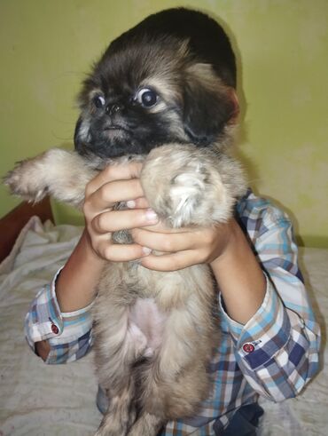 labrador balasi satilir: Pekines, 2 ay, Erkek, Ünvandan götürmə