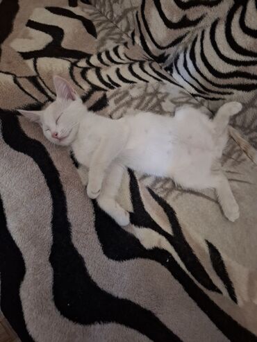 в добрые руки котята: Кошка даром: Беспородная, 3 месяца, Мальчик, Приучена к лотку, Проглистована