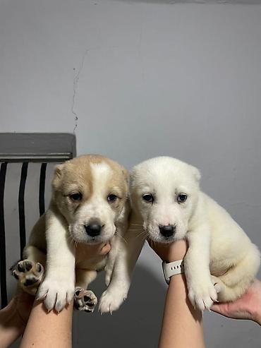 Продажа собак: Щенки Алабая (разные окрасы) - Возраст: около 4-5 недель на фото - — 6