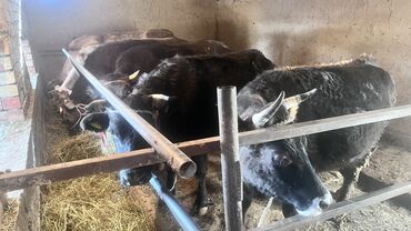 Коровы, быки: Продаю | Корова (самка) | Для разведения | Привязанные — 2