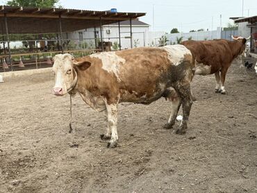 qara mal: Dişi, Simental, il: 4, 1200 kq, Südlük, Ünvandan götürmə