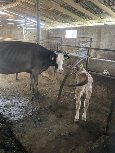 быки ауликоль: Продаю | Корова (самка) | Алатауская | Для молока | Искусственник