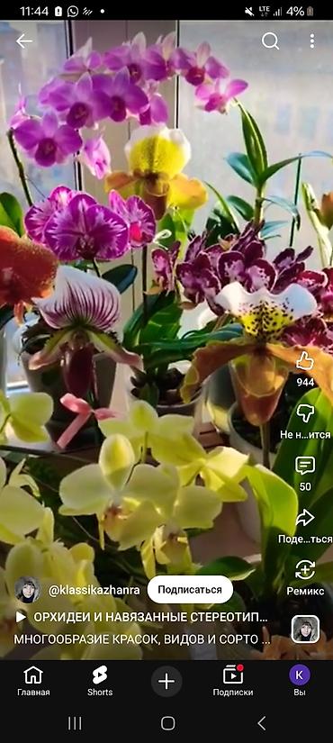 Антуриумы: Комнатные цветы в горшках — праздничная коллекция: - Антуриум — 10