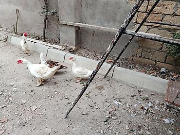 qara toyuq quşu: Salam öz qapımın heyvanlarıdı maşallah sağlam heyvanlardı 2 dişi bir — 4