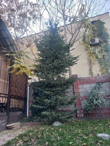 продам елку искусственную: Ель покупали за 20тысь саженец,сейчас уже большая,можно пересадить, не