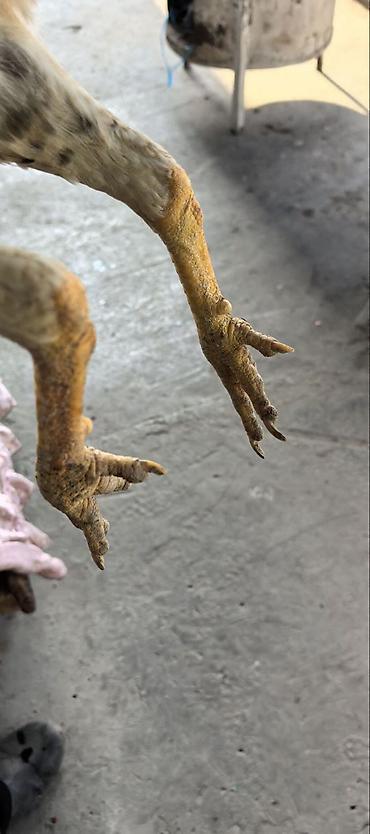 Куры, петухи: Продаю | Куры | Бойцовая | Для разведения — 9