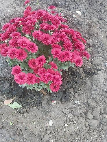 Хризантема: Хризантема — 16