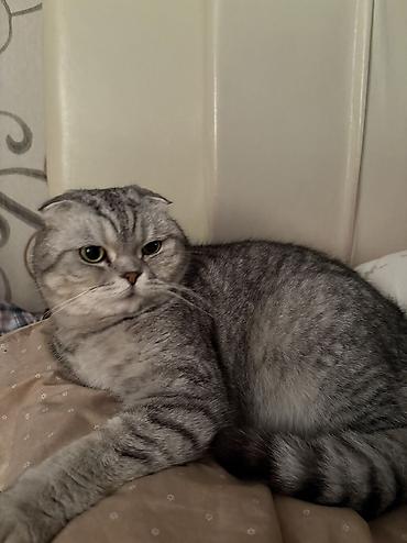 Кошки: Шотландская вислоухая — 3
