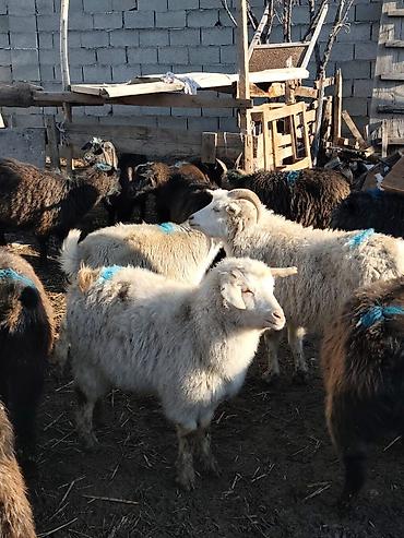 Козы, козлы: Продаю | Коза (самка), Козёл (самец), Козлёнок — 19