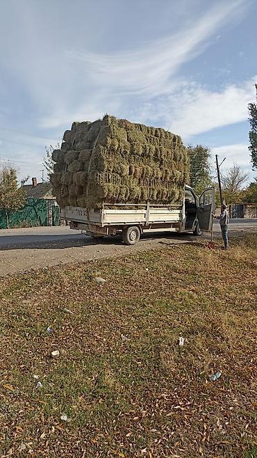 как бросить курить: Клевер аралаш 3укос — 1