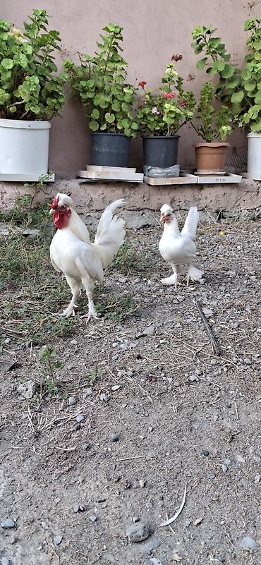 at satisi qiymetleri: Yaponklar cütü 50azn.sağlam cavan aktiv quşlardı — 4