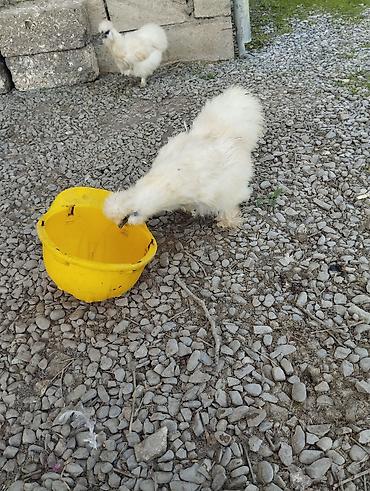 Toyuqlar: Toyuq, Damazlıq, Ünvandan götürmə — 7