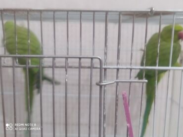 дикие птицы кыргызстана: Продаю попугаи ожиреловые хорошо учаться сама бралас переездом