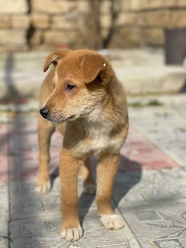 İtlər: İt balaları – mehriban və ağıllı dost axtaranlar üçün - Növ: qarışıq — 5