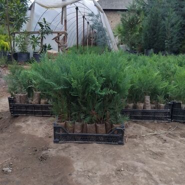 Şitillər: Leylandra tingi - Növ: Thuja/ardıc tipli dekorativ iynəyarpaq — 2