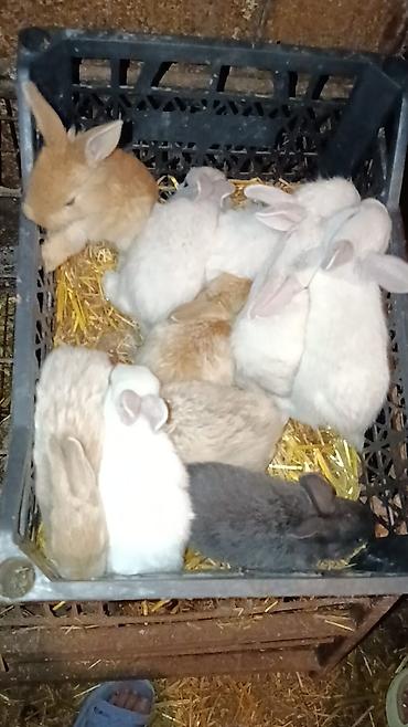 pekines ağ: Bala sort dovsanlar 5man aglar sarilar 7man cut alana endirim olacaq — 4