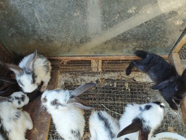 dovşan balası: Продаются кролики и Питбуль в связи с работой нет времени ухаживать