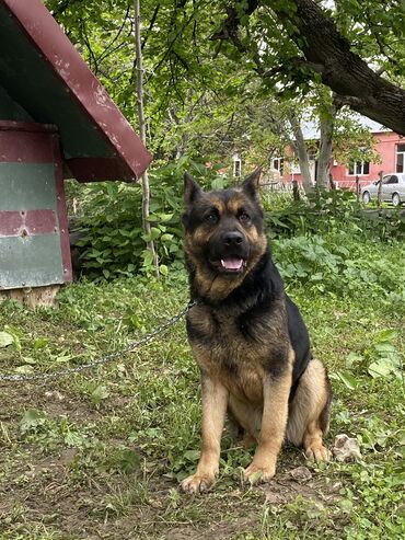 it coban: Alman çoban iti, 6 ay, Dişi, Peyvəndli, Ünvandan götürmə, Ödənişli çatdırılma, Rayonlara çatdırılma