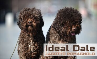 idealnog posla: Lagotto Romagnolo štenci dostupni u odgajivačnici Ideal Dale Otkrijte