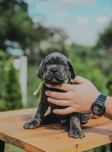 Psi: Postanite vlasnik jednog od naših vrhunskih Cane Corso štenaca — 13