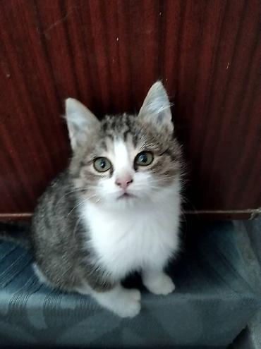 котята джалал абад: Отдадим котят в добрые любящие руки. Котята домашние, небольшого — 3