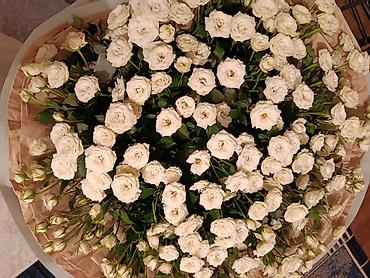 51 роза: Срочно сатам. 11000 ге алгам 5000 ге берем — 2