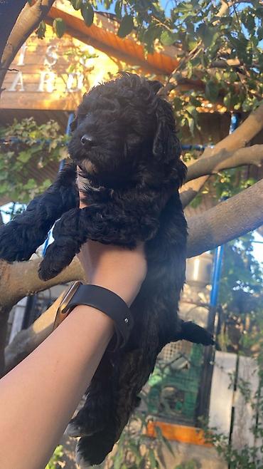 qaz balasi nece gune cixir: Maltipoo balaları 45 günlük sağlam gözəl balalardı real alcı yazsın — 2