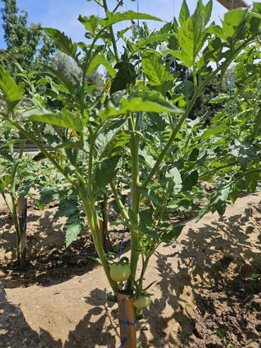 Bağ evlərinin kirayəsi: Mərdəkan, 100 kv. m, 4 otaqlı, Hovuzsuz, Kombi, Qaz, İşıq — 2