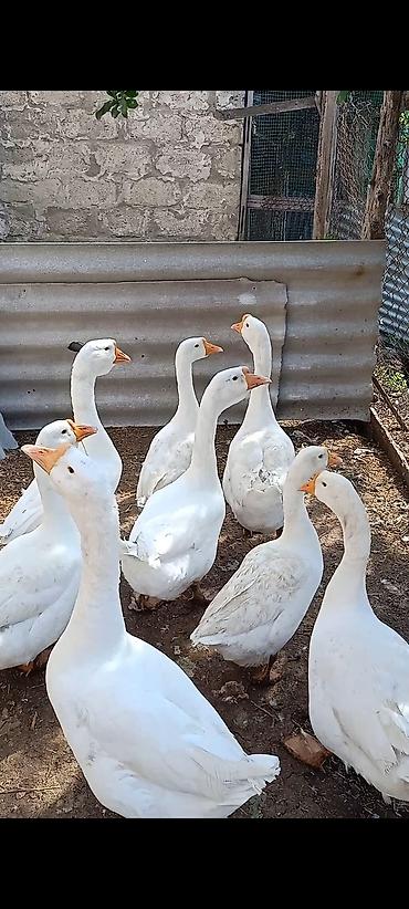 Сельхозптицы: Salam. 7 eded Linda qazı satılır tek tekde satış var - Cins: yerli — 3