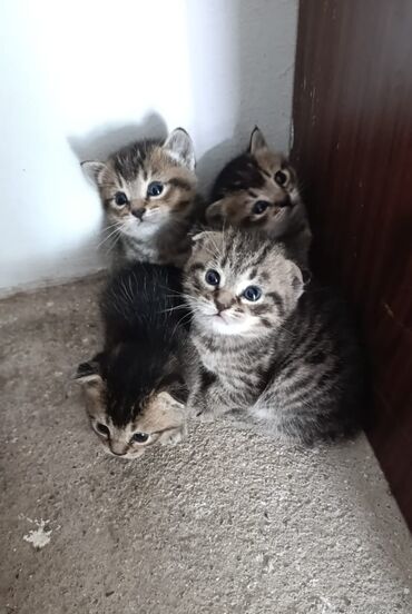 Продажа кошек: Скотиш Фолд (Шотландская вислоухая), 1 месяц, Мальчик, Проглистована