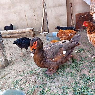хары бюльбюль купить: Orginal Təmiz qan Krasnador Erkəyi 6 Aylıqdı Tam Sağlam ideal erkəydi — 4