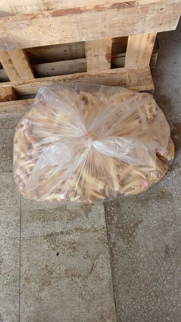 Quş: Itler pisikler ucun nezerde tutulub her gun teze olur sveji sexden — 8